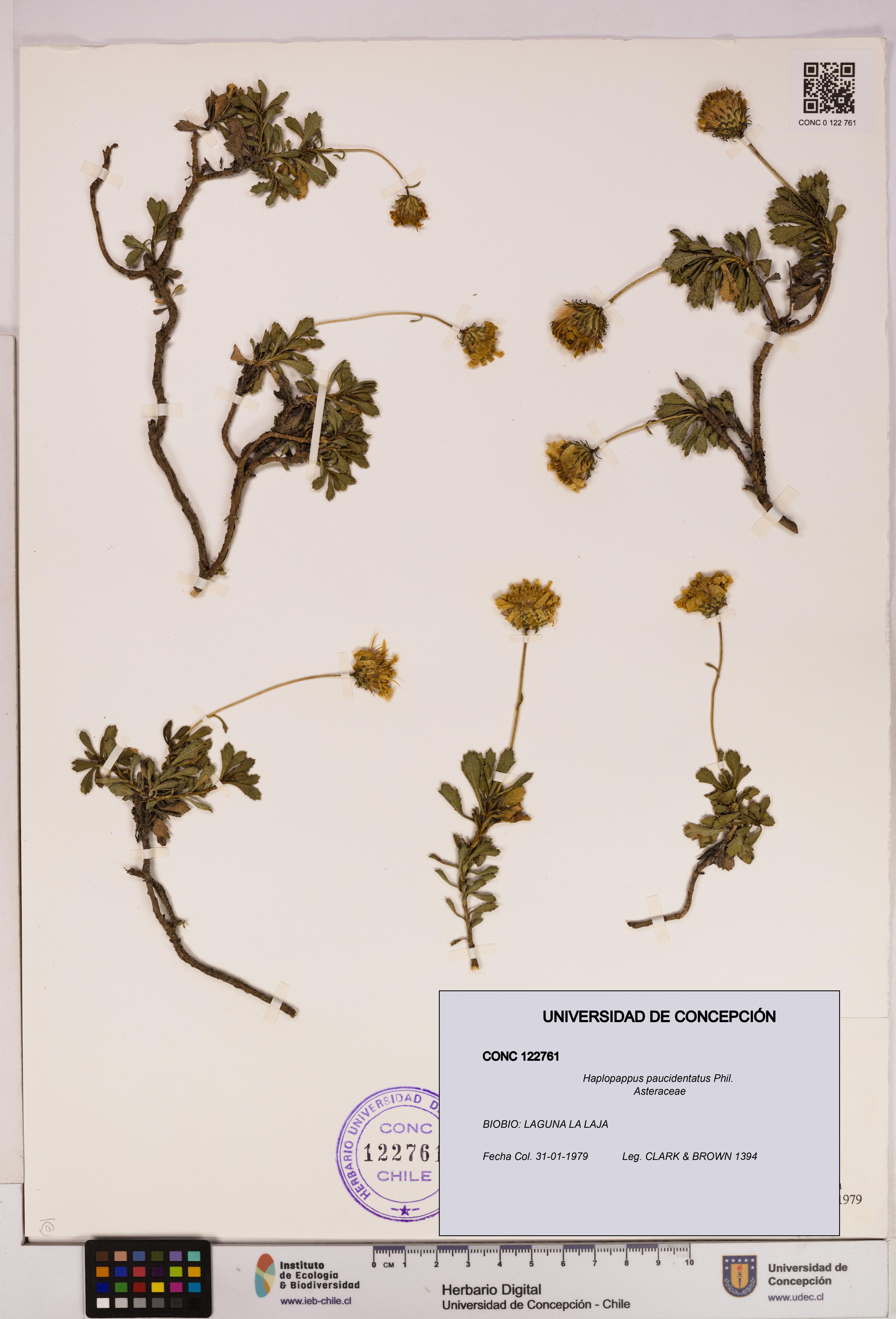 Haplopappus paucidentatus [Espécimen: UDEC:CONC:0122761]