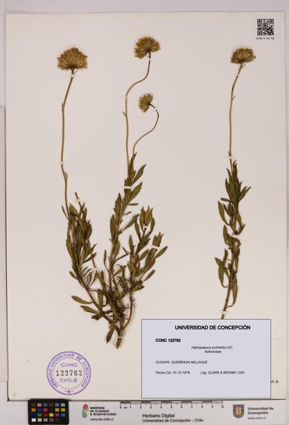Haplopappus pulchellus [Espécimen: UDEC:CONC:0122762]