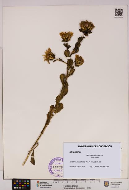 Haplopappus litoralis [Espécimen: UDEC:CONC:0122763]