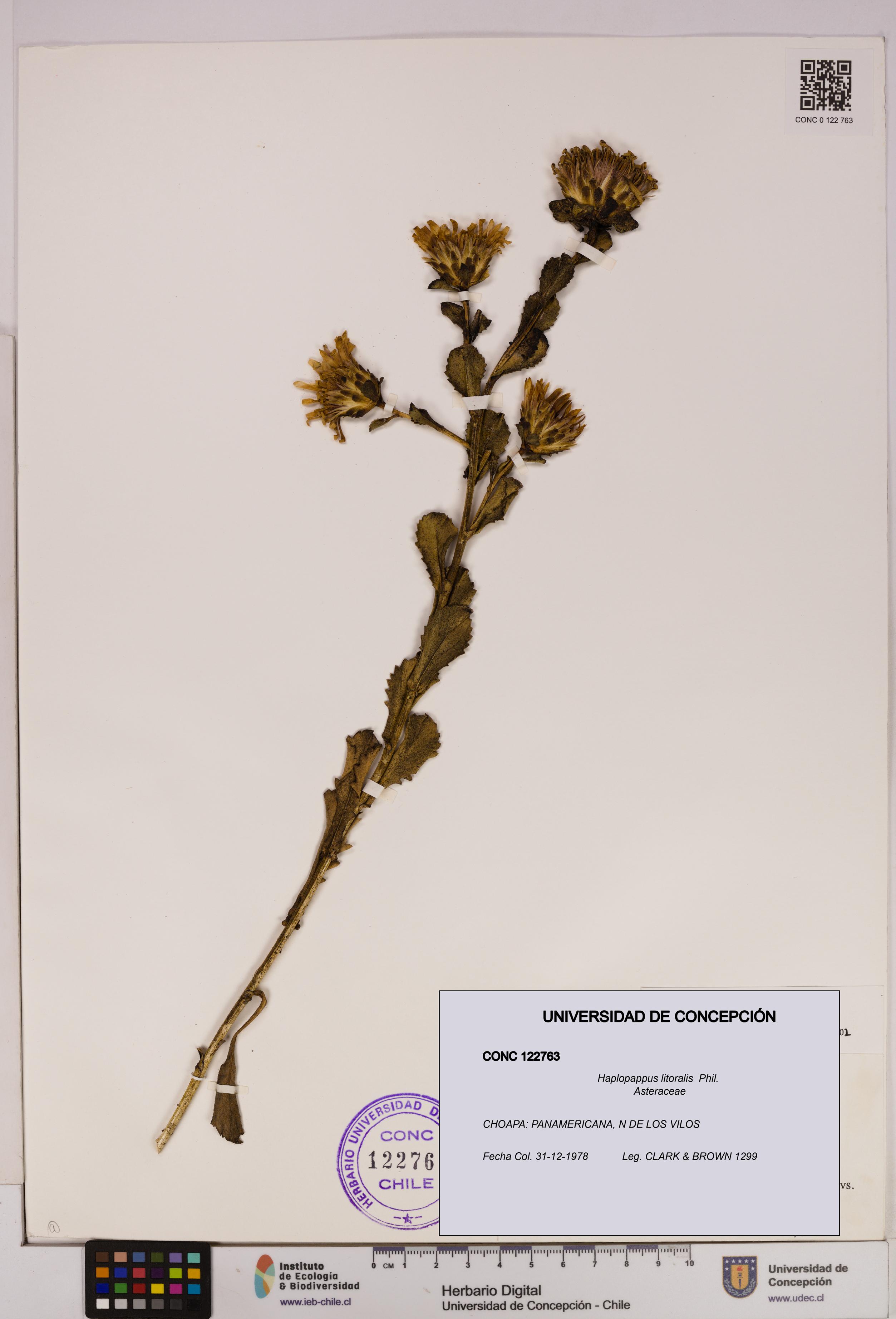 Haplopappus litoralis [Espécimen: UDEC:CONC:0122763]