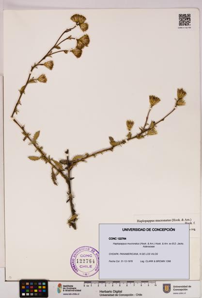 Haplopappus mucronatus [Espécimen: UDEC:CONC:0122764]