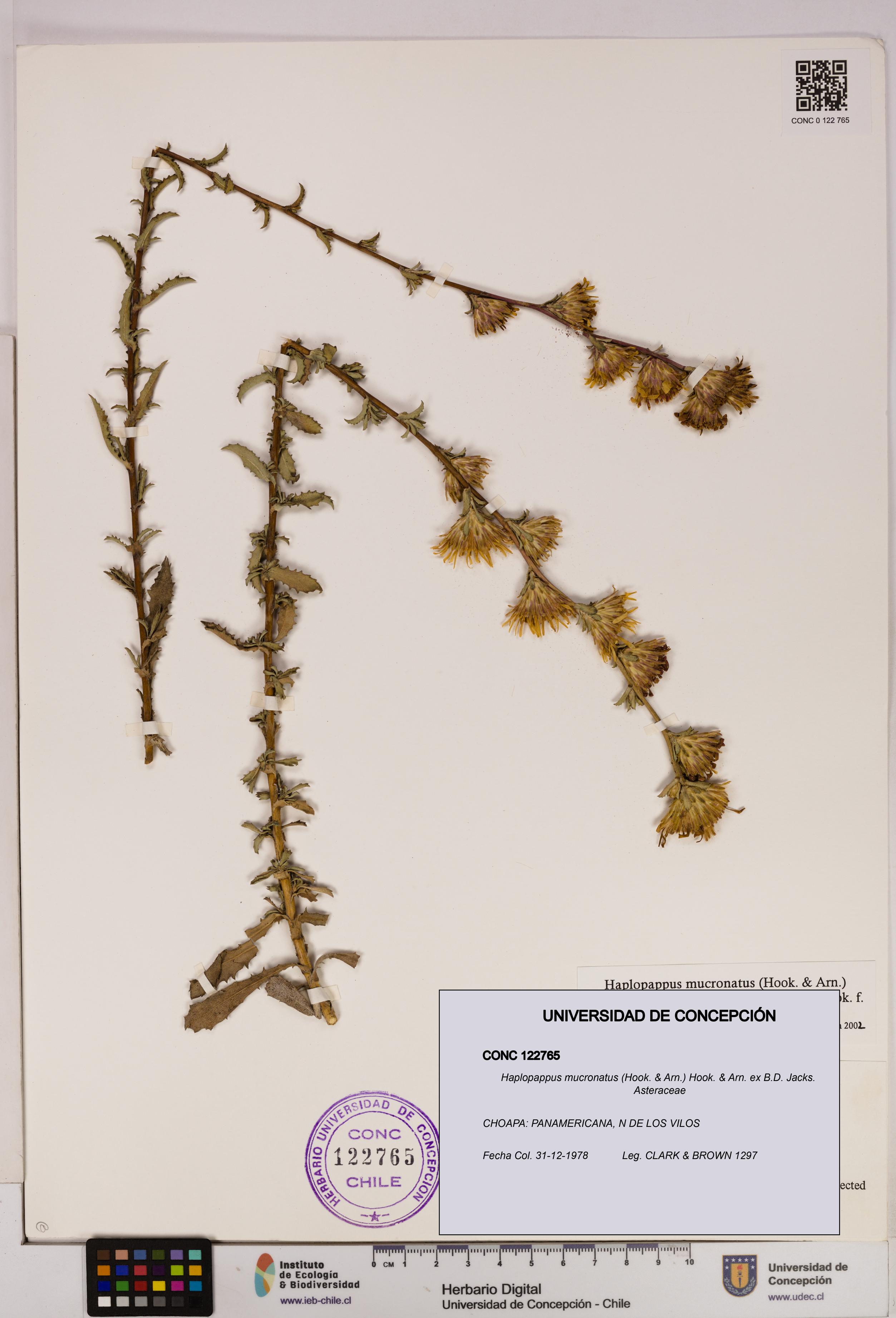 Haplopappus mucronatus [Espécimen: UDEC:CONC:0122765]