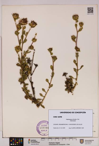 Haplopappus litoralis [Espécimen: UDEC:CONC:0122766]