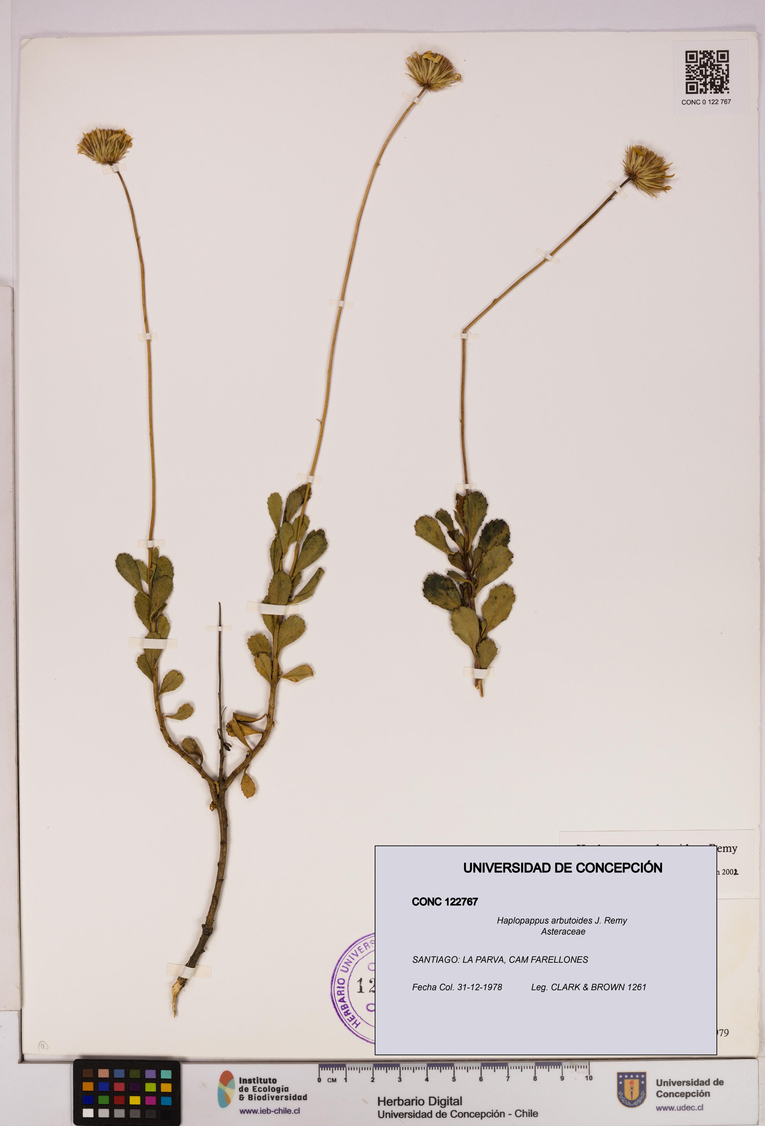 Haplopappus arbutoides [Espécimen: UDEC:CONC:0122767]