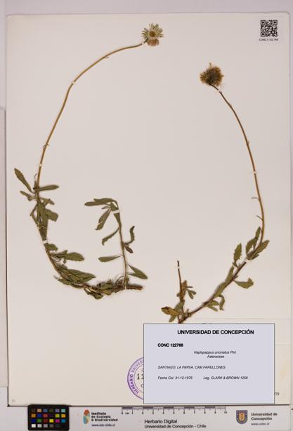 Haplopappus uncinatus [Espécimen: UDEC:CONC:0122768]