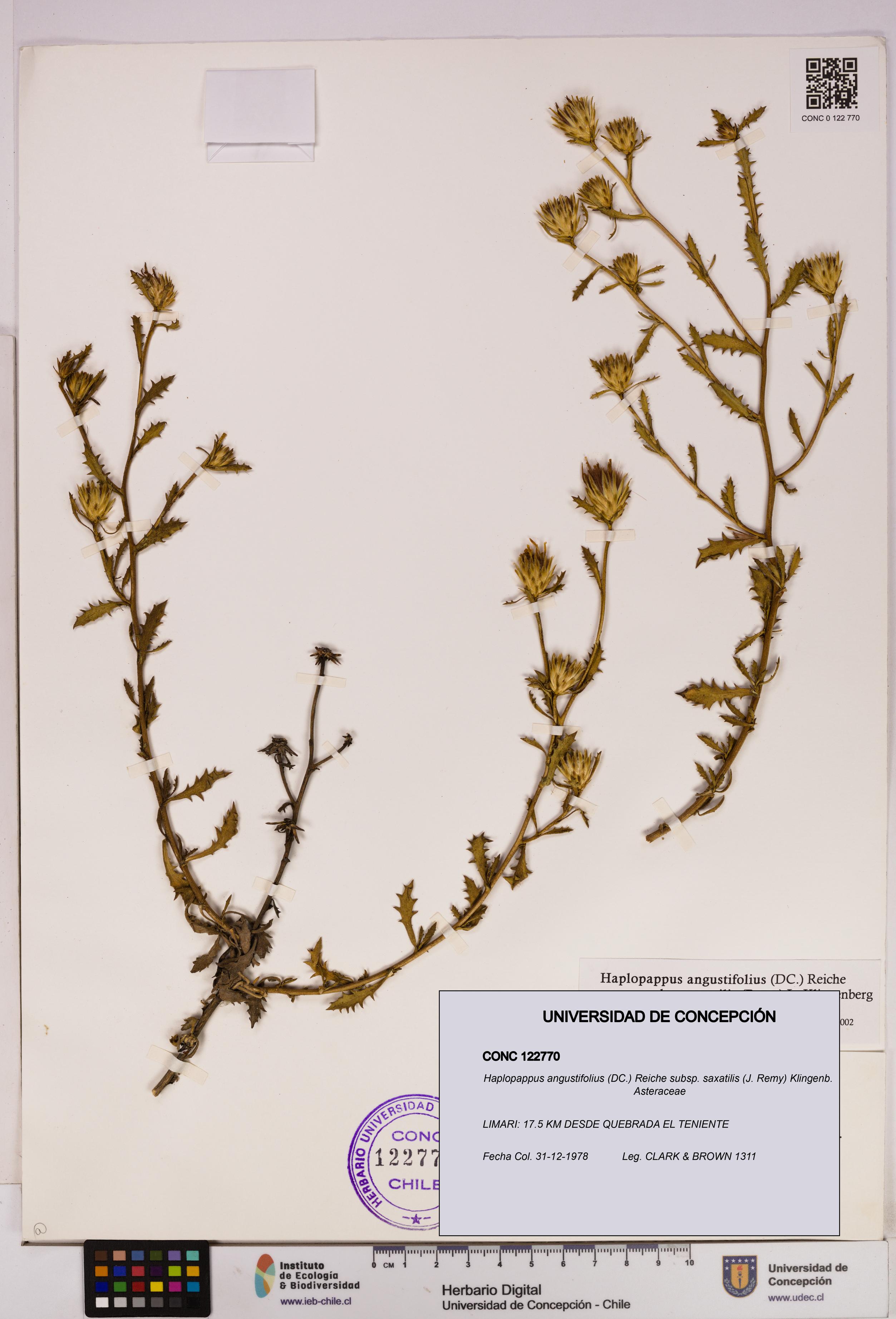 Haplopappus angustifolius subsp. saxatilis [Espécimen: UDEC:CONC:0122770]
