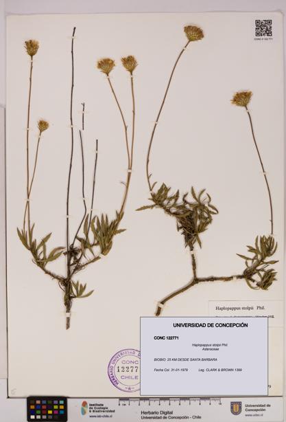 Haplopappus stolpii [Espécimen: UDEC:CONC:0122771]