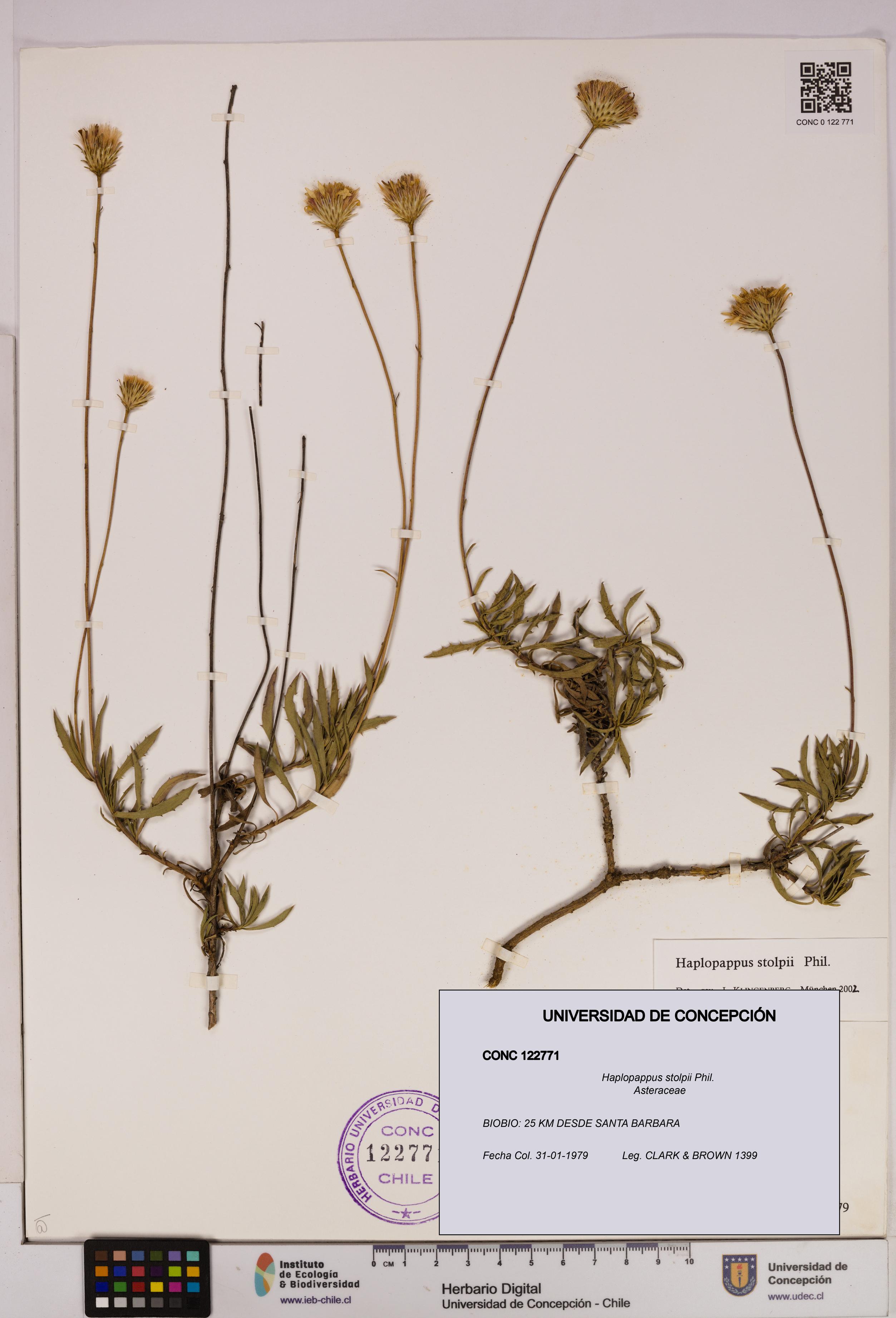 Haplopappus stolpii [Espécimen: UDEC:CONC:0122771]