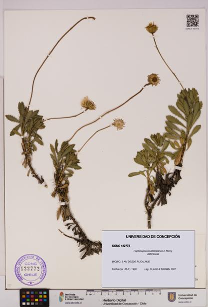 Haplopappus bustillosianus [Espécimen: UDEC:CONC:0122772]