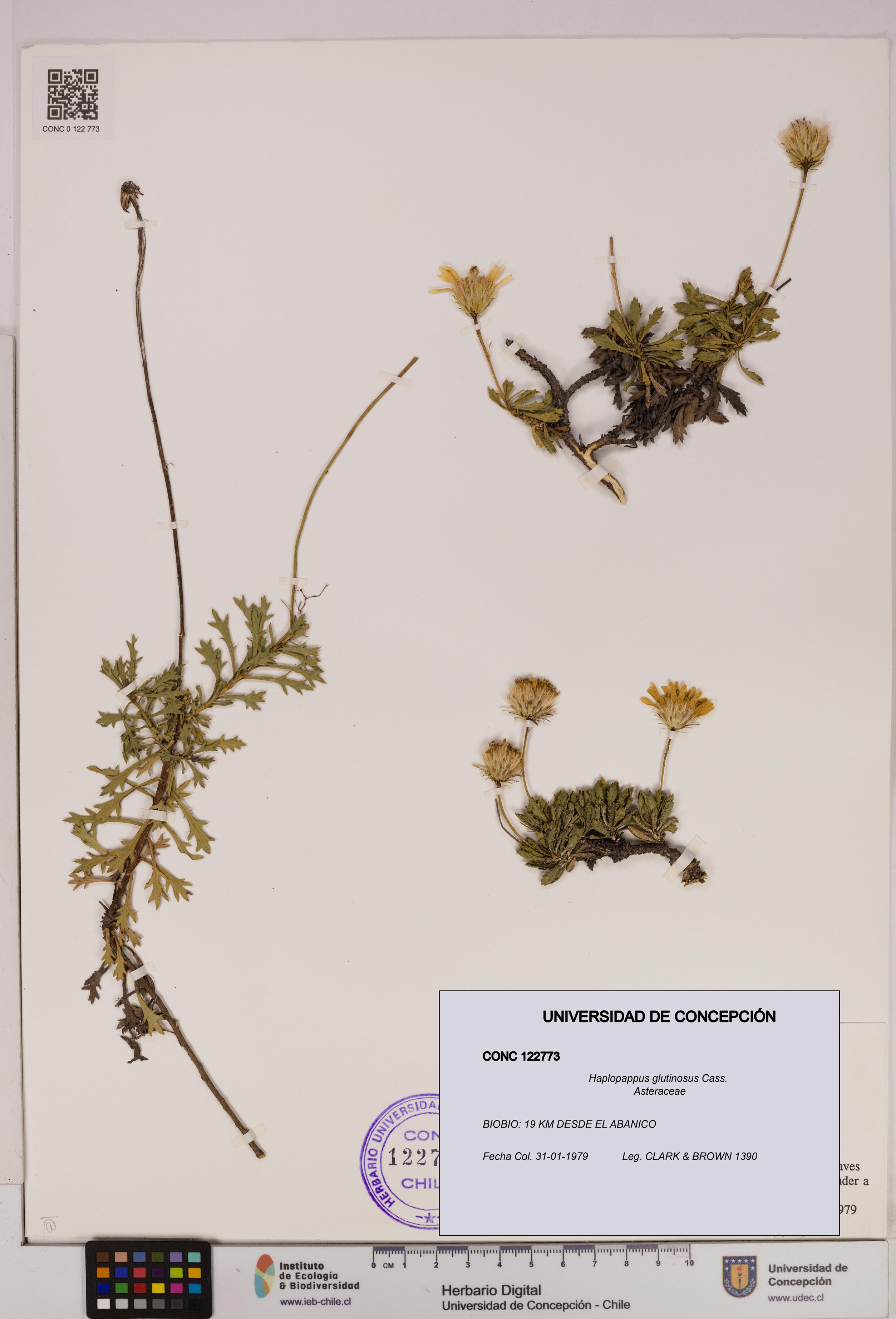 Haplopappus glutinosus [Espécimen: UDEC:CONC:0122773]
