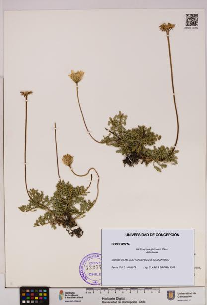 Haplopappus glutinosus [Espécimen: UDEC:CONC:0122774]