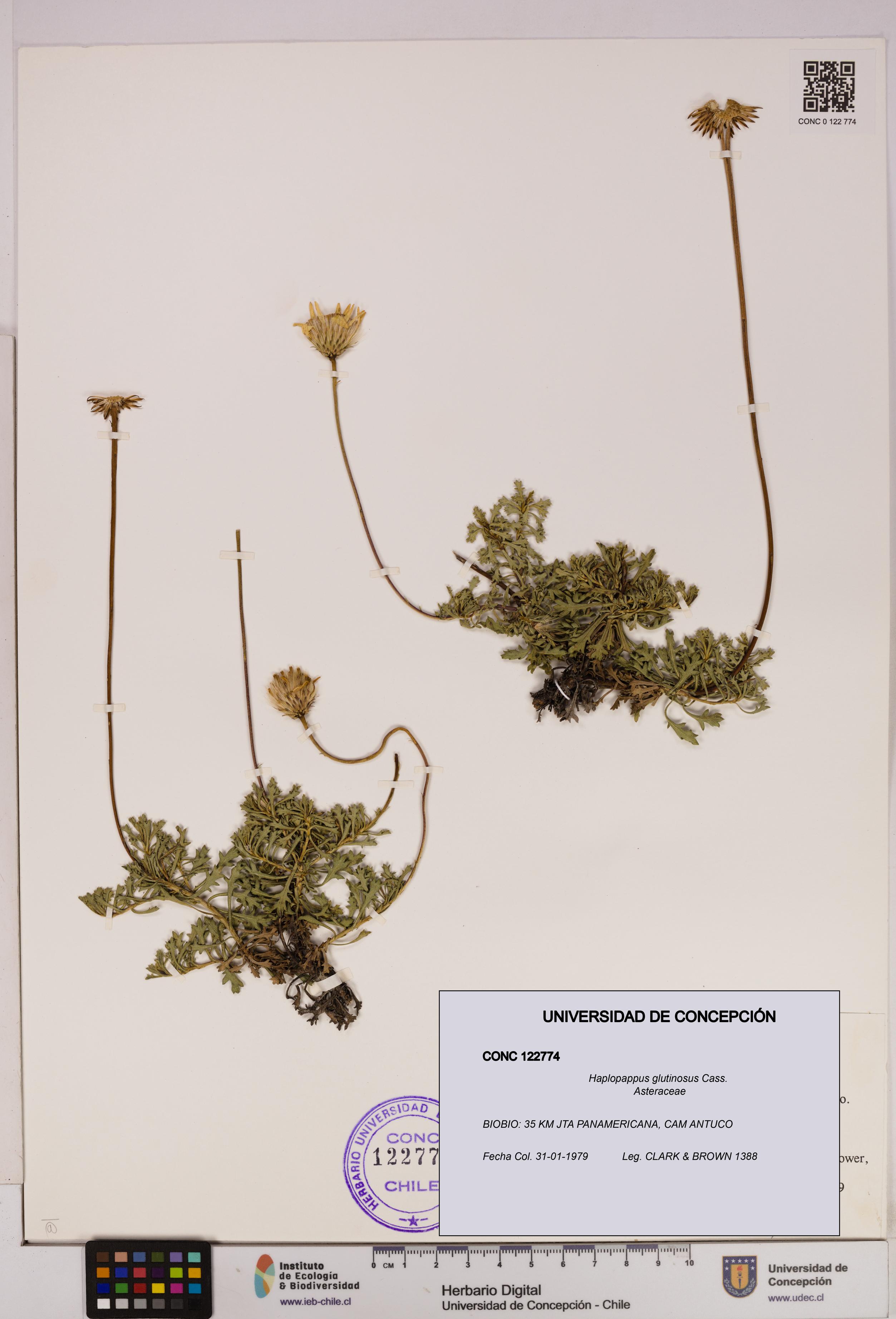 Haplopappus glutinosus [Espécimen: UDEC:CONC:0122774]