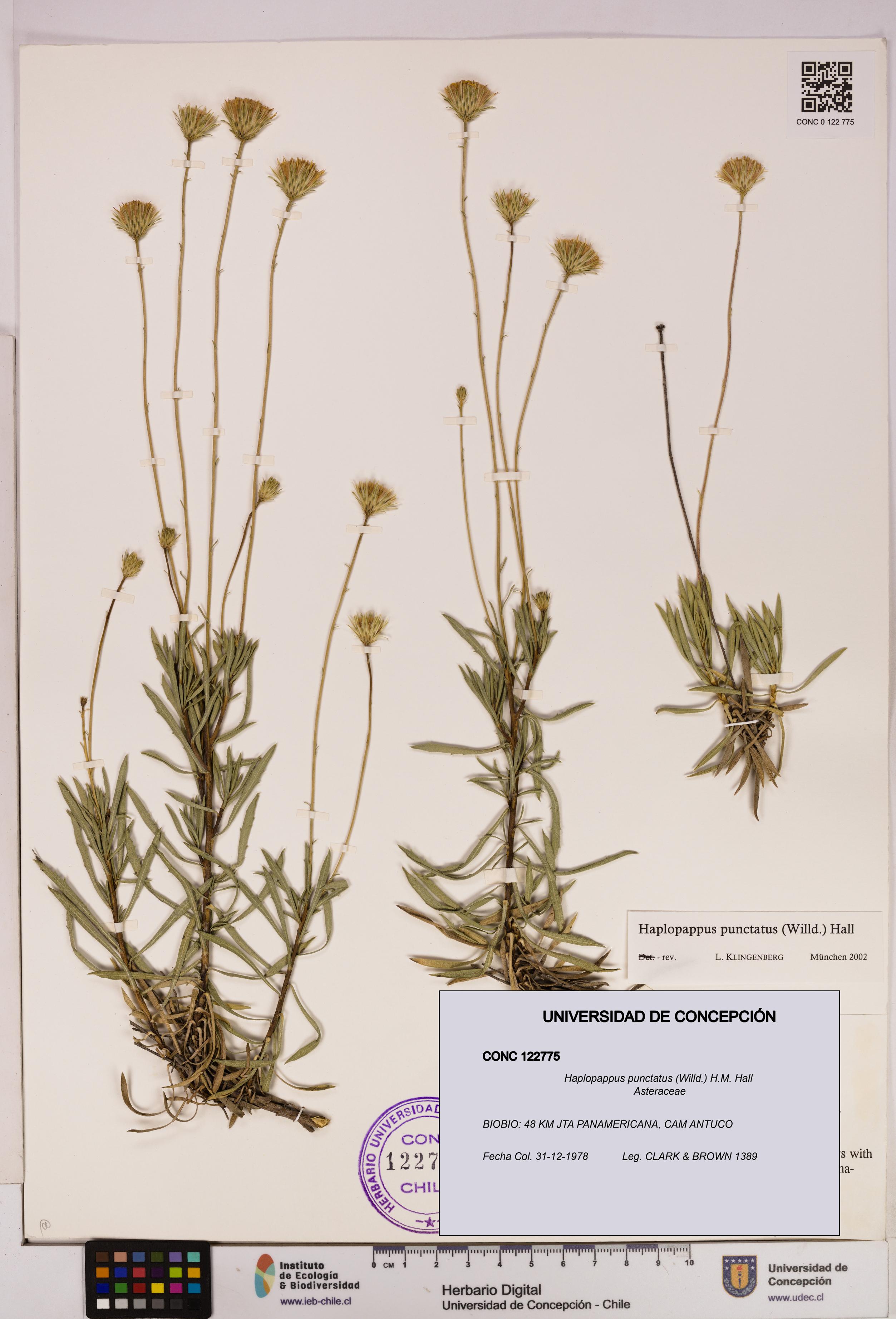 Haplopappus punctatus [Espécimen: UDEC:CONC:0122775]