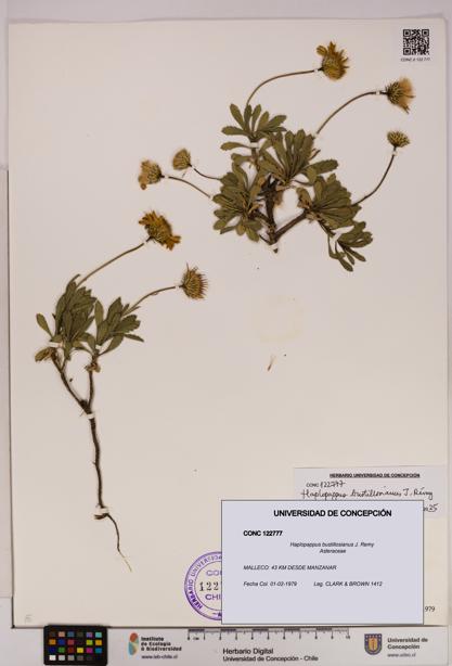 Haplopappus bustillosianus [Espécimen: UDEC:CONC:0122777]