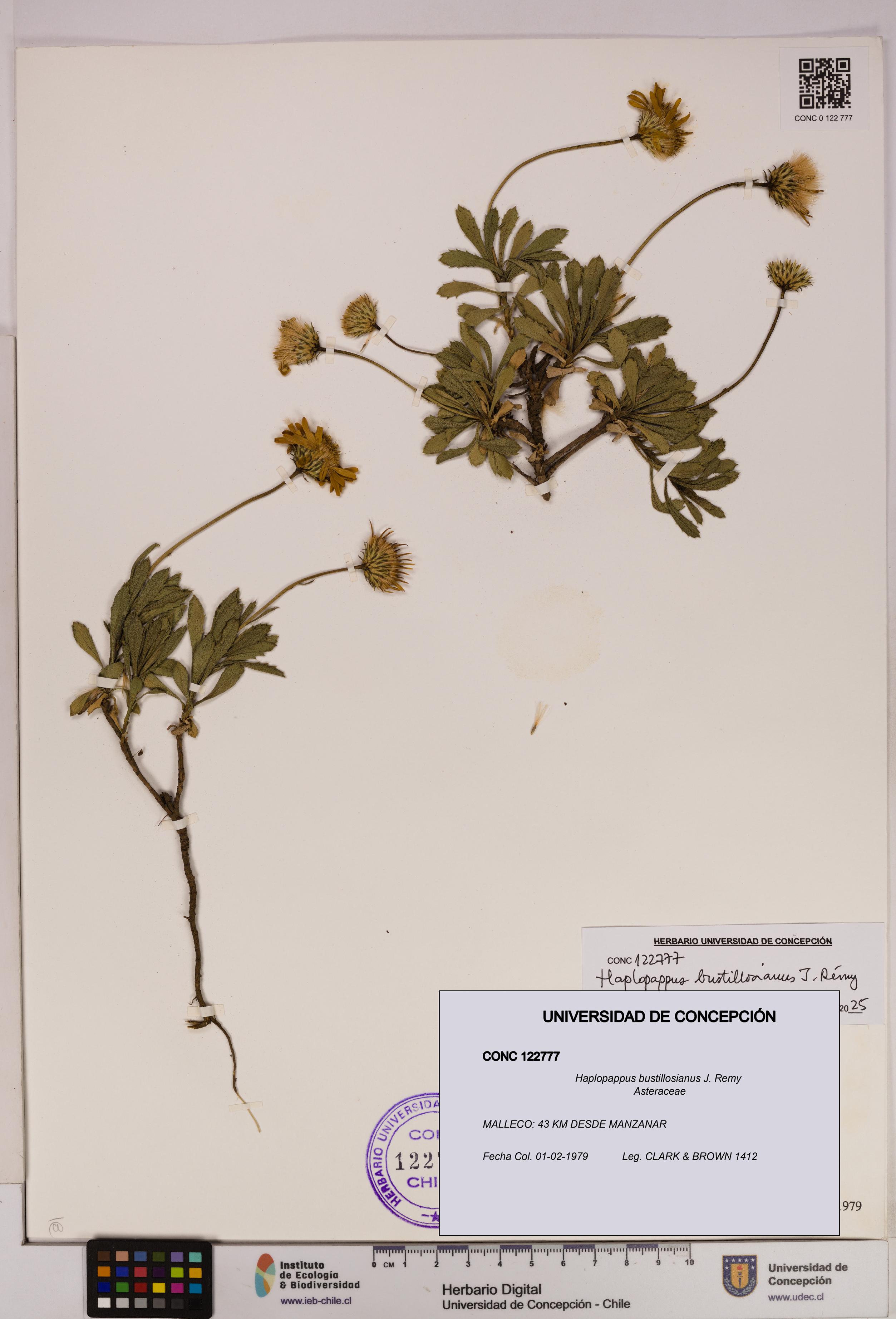 Haplopappus bustillosianus [Espécimen: UDEC:CONC:0122777]