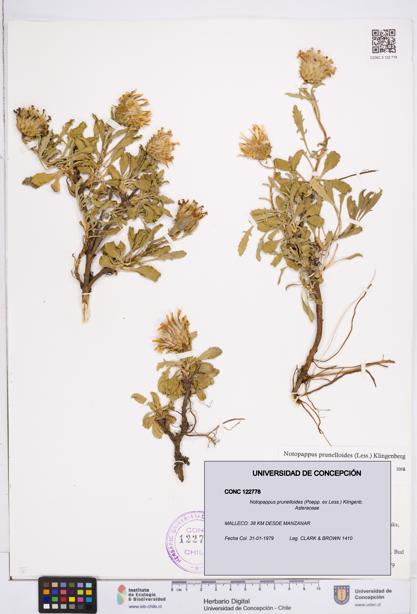 Notopappus prunelloides [Espécimen: ]