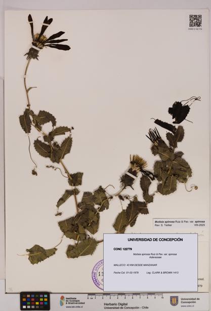Mutisia spinosa var. spinosa [Espécimen: UDEC:CONC:0122779]