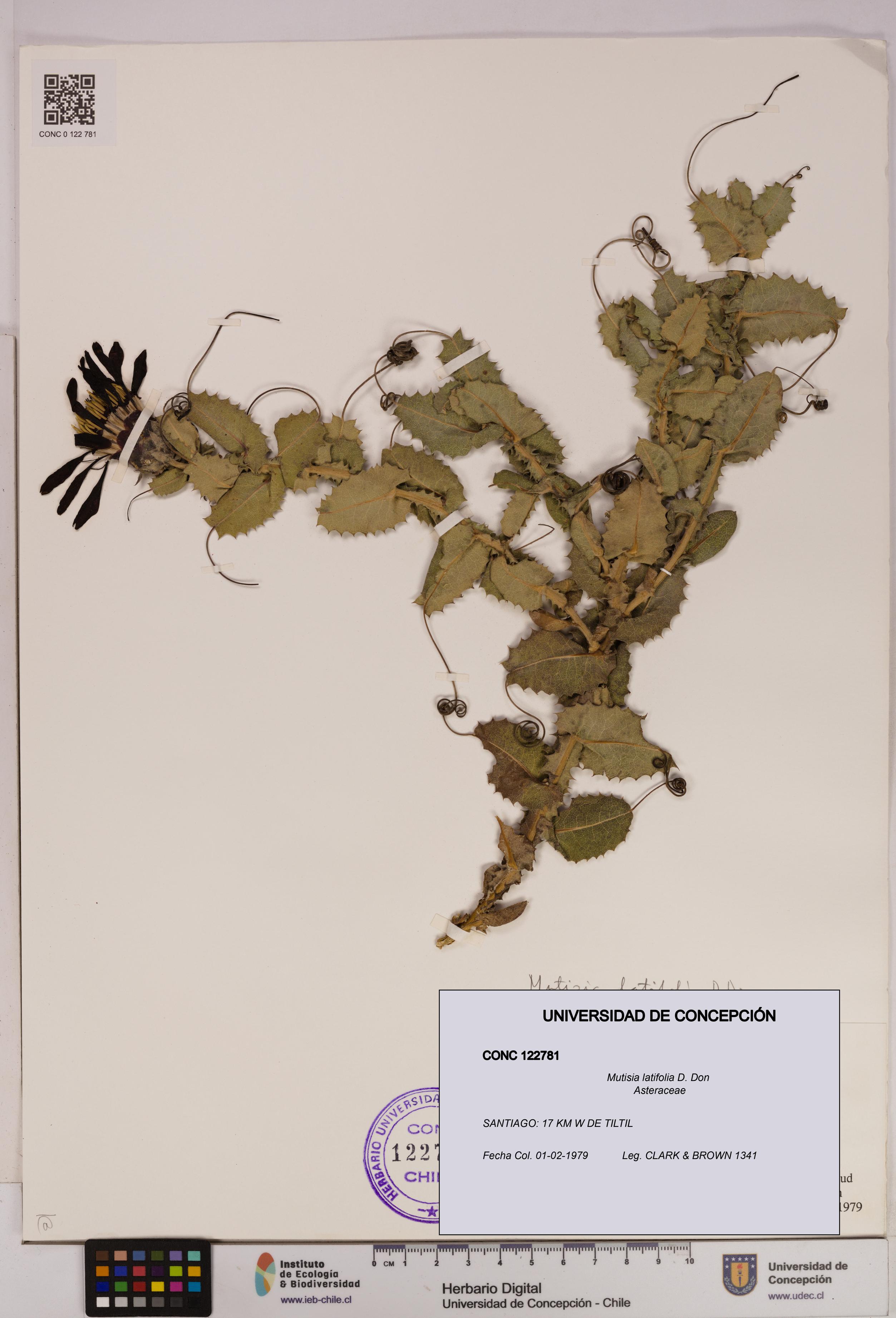 Mutisia latifolia [Espécimen: UDEC:CONC:0122781]