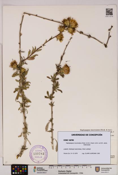 Haplopappus mucronatus [Espécimen: UDEC:CONC:0122783]