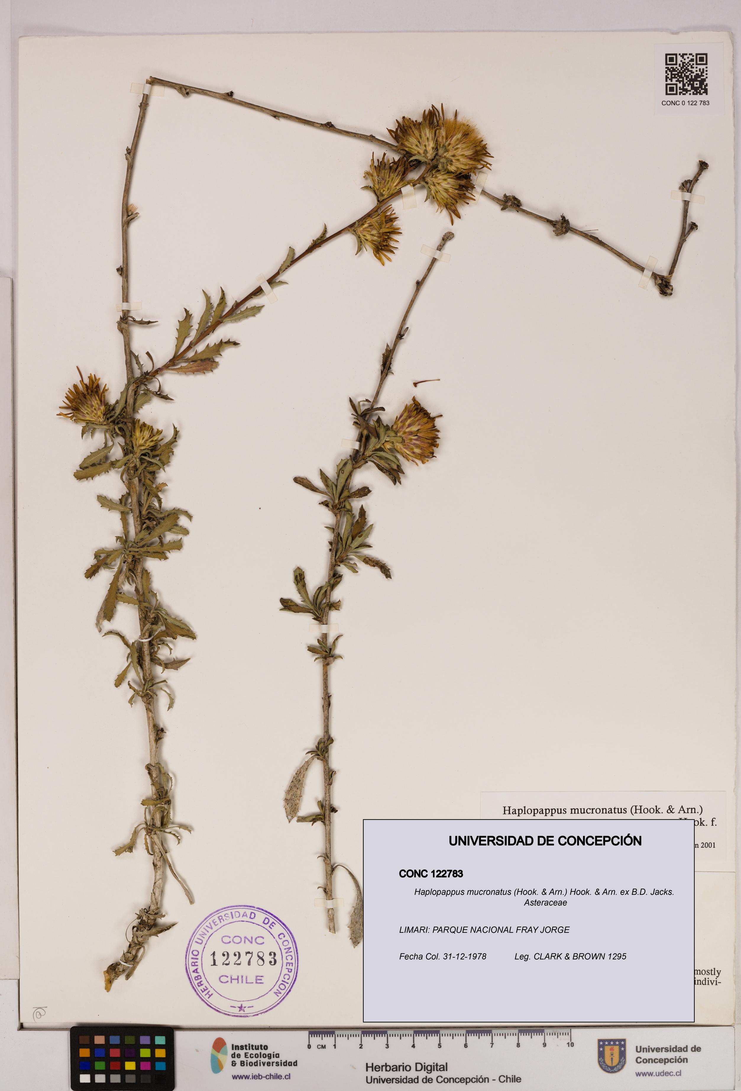 Haplopappus mucronatus [Espécimen: UDEC:CONC:0122783]