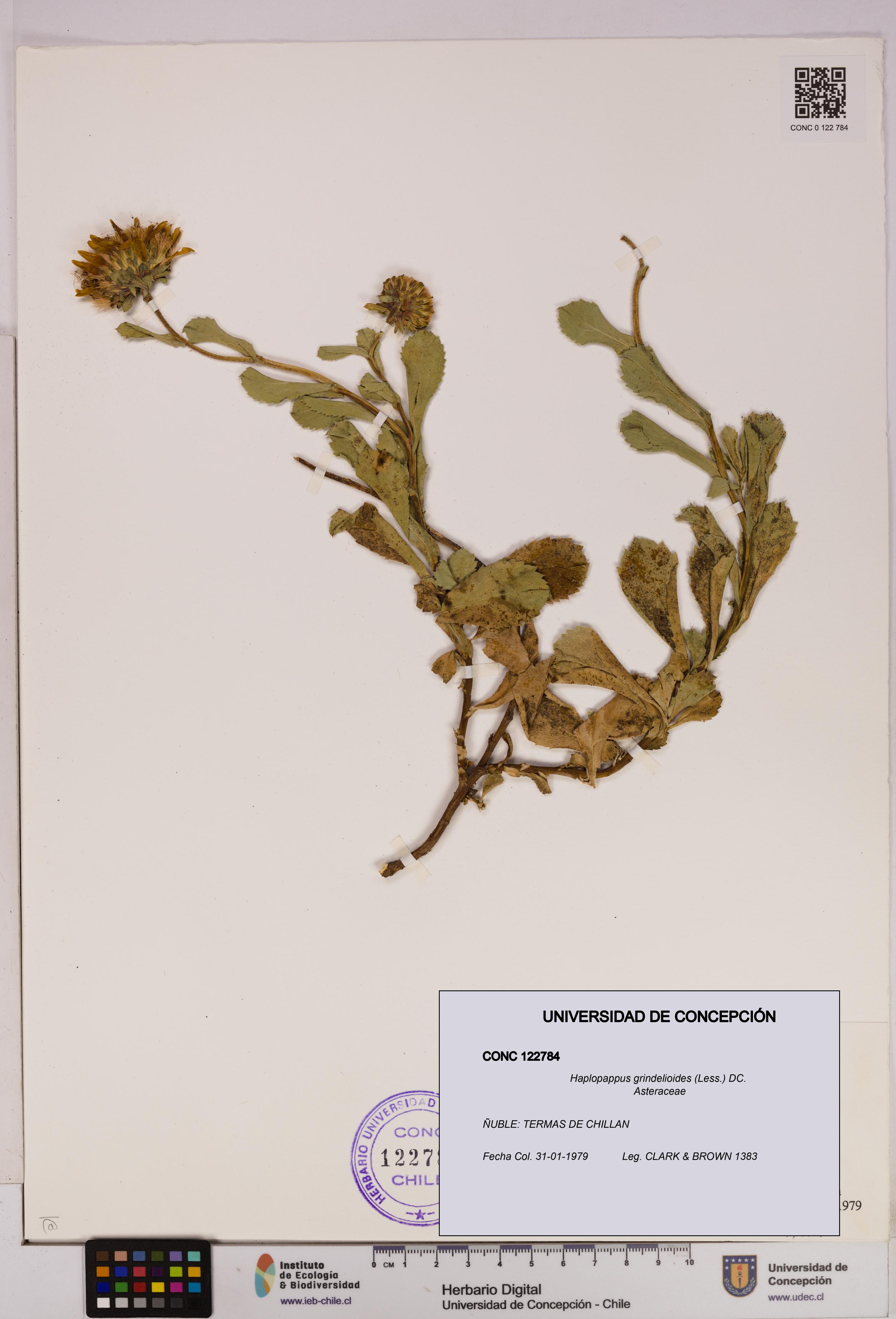 Haplopappus grindelioides [Espécimen: UDEC:CONC:0122784]