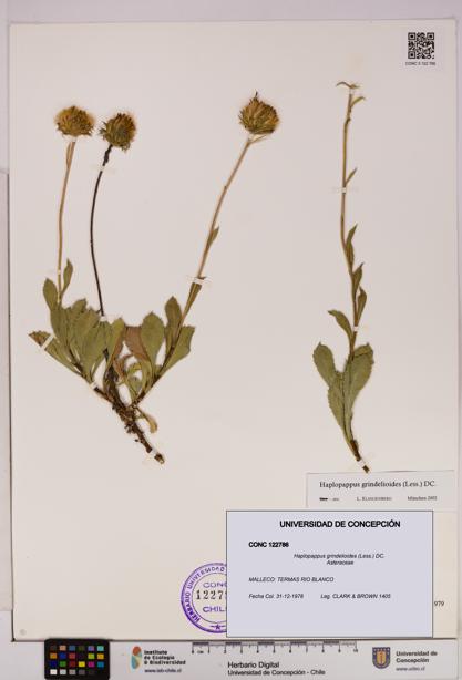 Haplopappus grindelioides [Espécimen: UDEC:CONC:0122786]