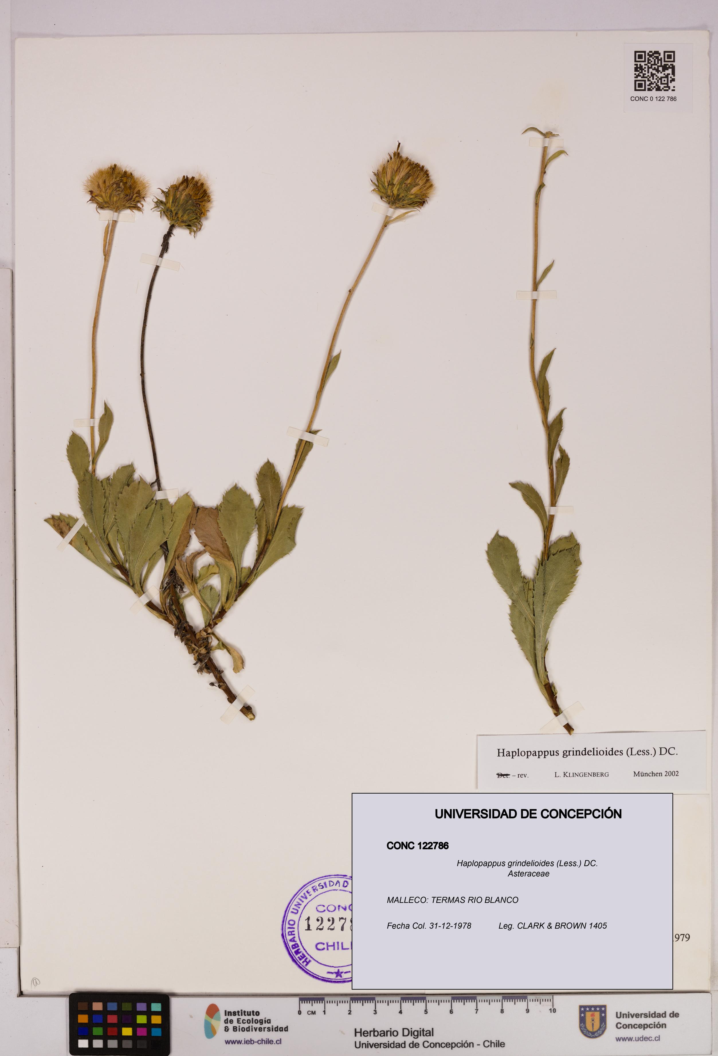 Haplopappus grindelioides [Espécimen: UDEC:CONC:0122786]