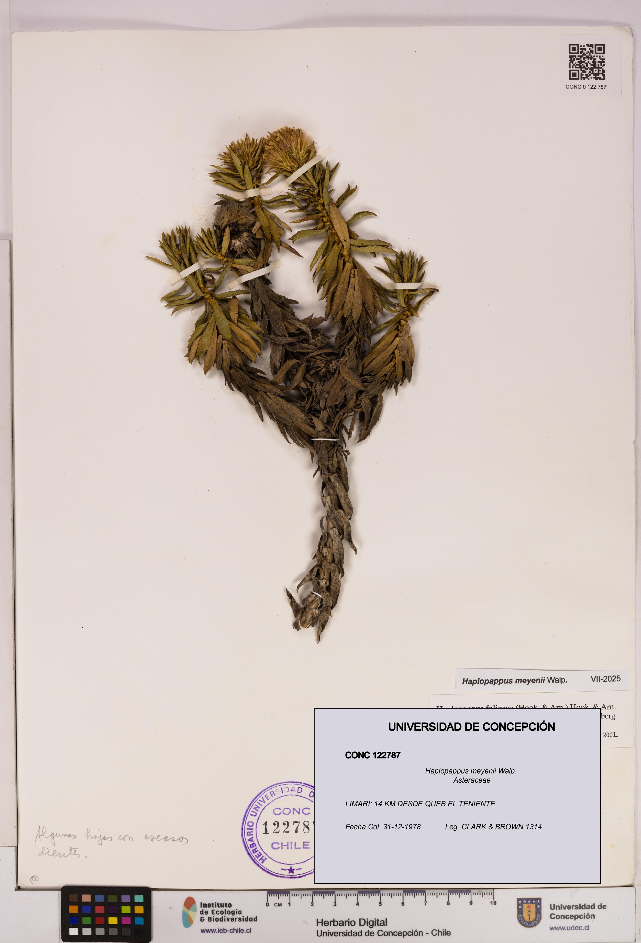 Haplopappus meyenii [Espécimen: UDEC:CONC:0122787]