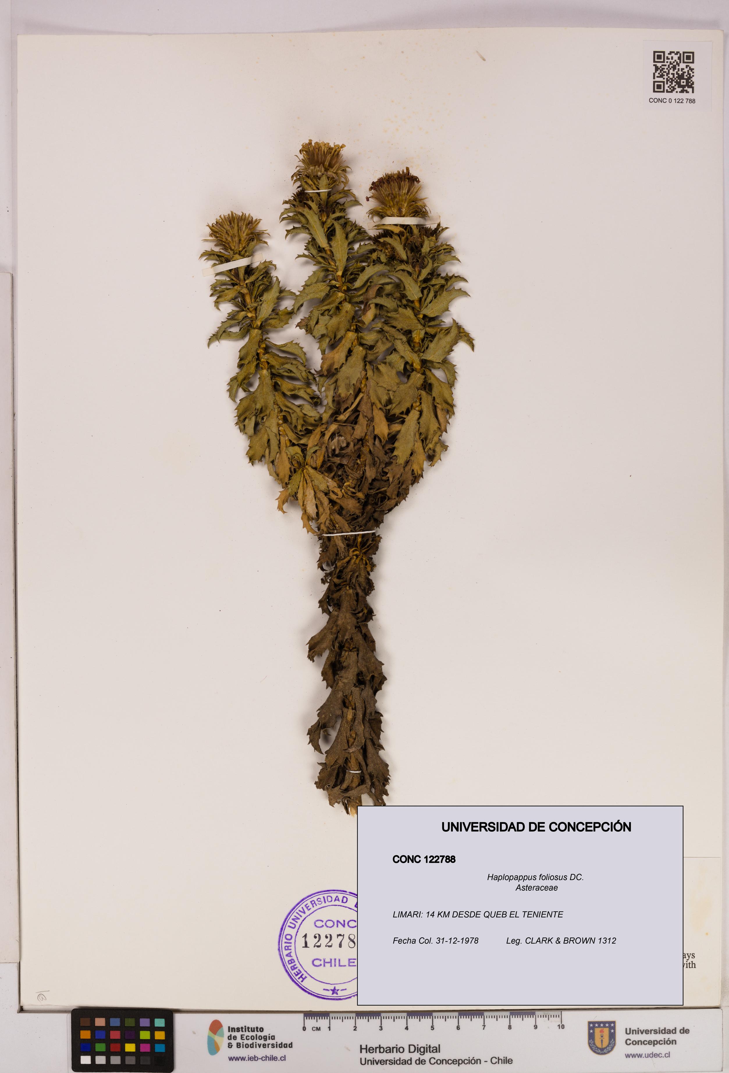 Haplopappus foliosus [Espécimen: UDEC:CONC:0122788]