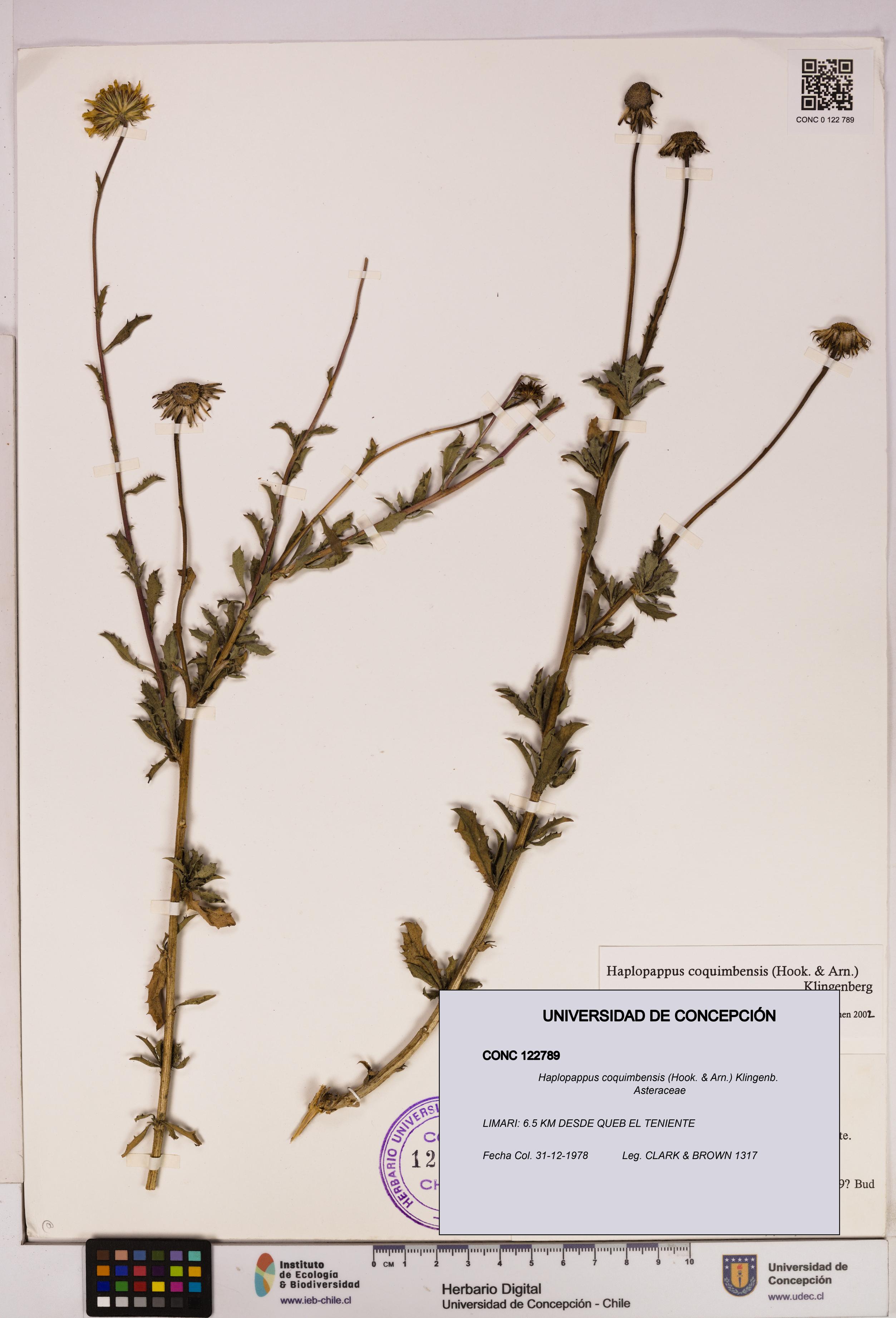 Haplopappus coquimbensis [Espécimen: UDEC:CONC:0122789]