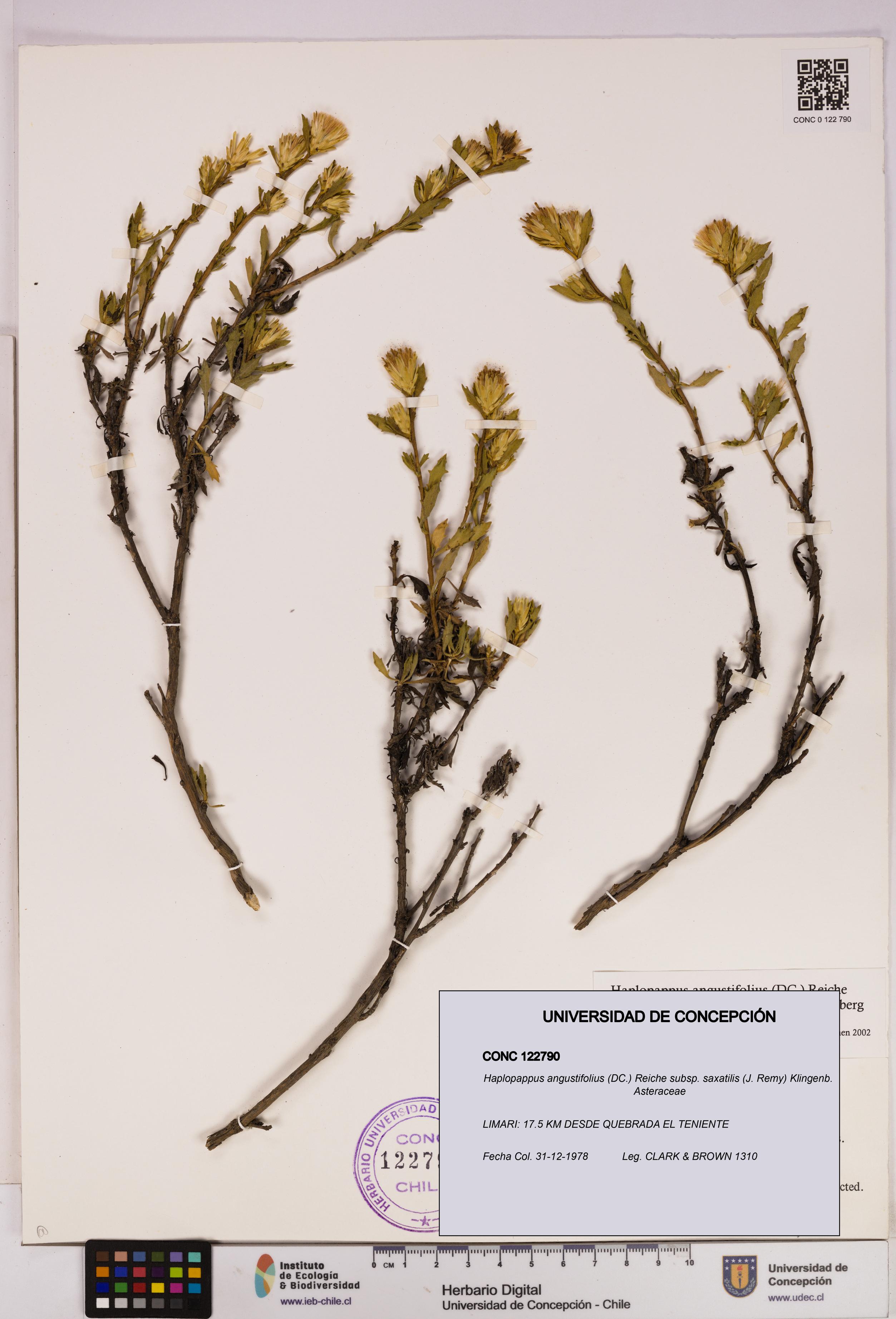 Haplopappus angustifolius subsp. saxatilis [Espécimen: UDEC:CONC:0122790]
