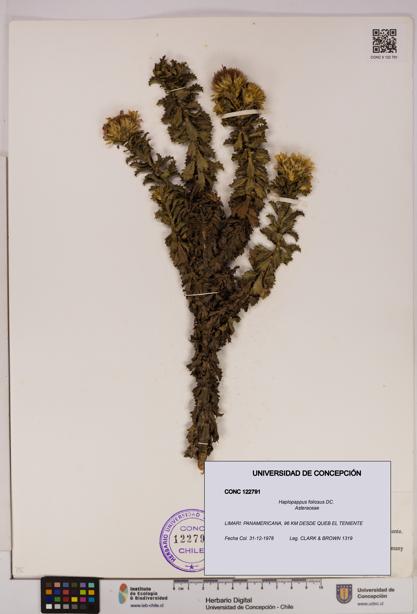Haplopappus foliosus [Espécimen: UDEC:CONC:0122791]