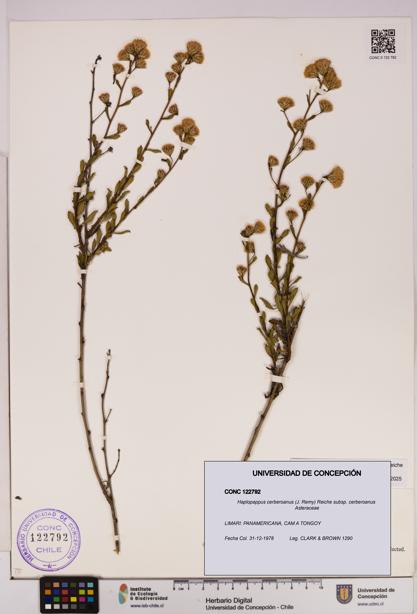 Haplopappus cerberoanus subsp. cerberoanus [Espécimen: UDEC:CONC:0122792]