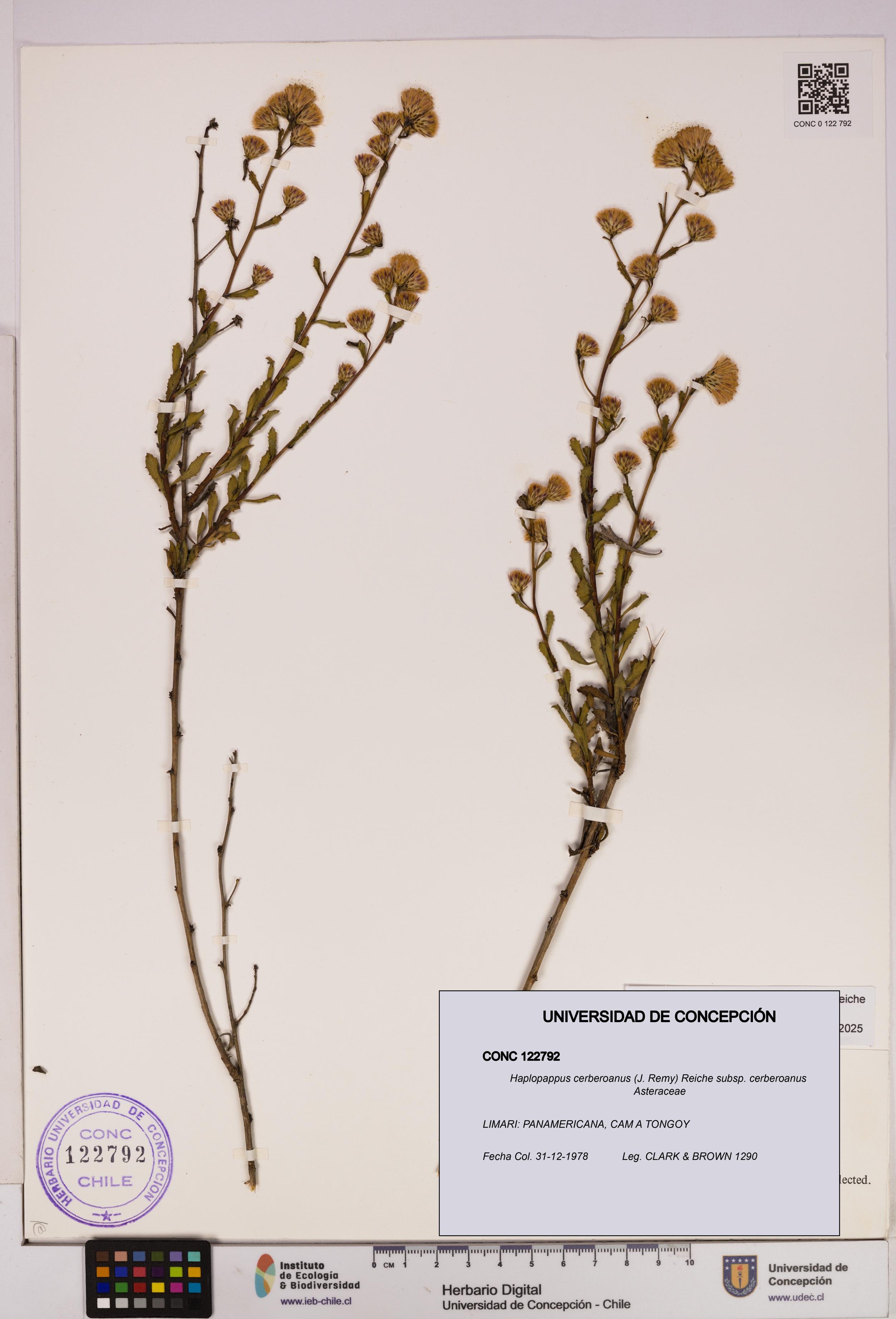 Haplopappus cerberoanus subsp. cerberoanus [Espécimen: UDEC:CONC:0122792]