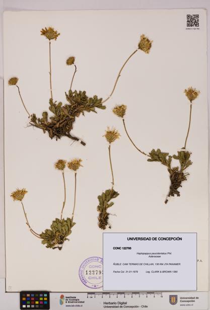 Haplopappus paucidentatus [Espécimen: UDEC:CONC:0122793]