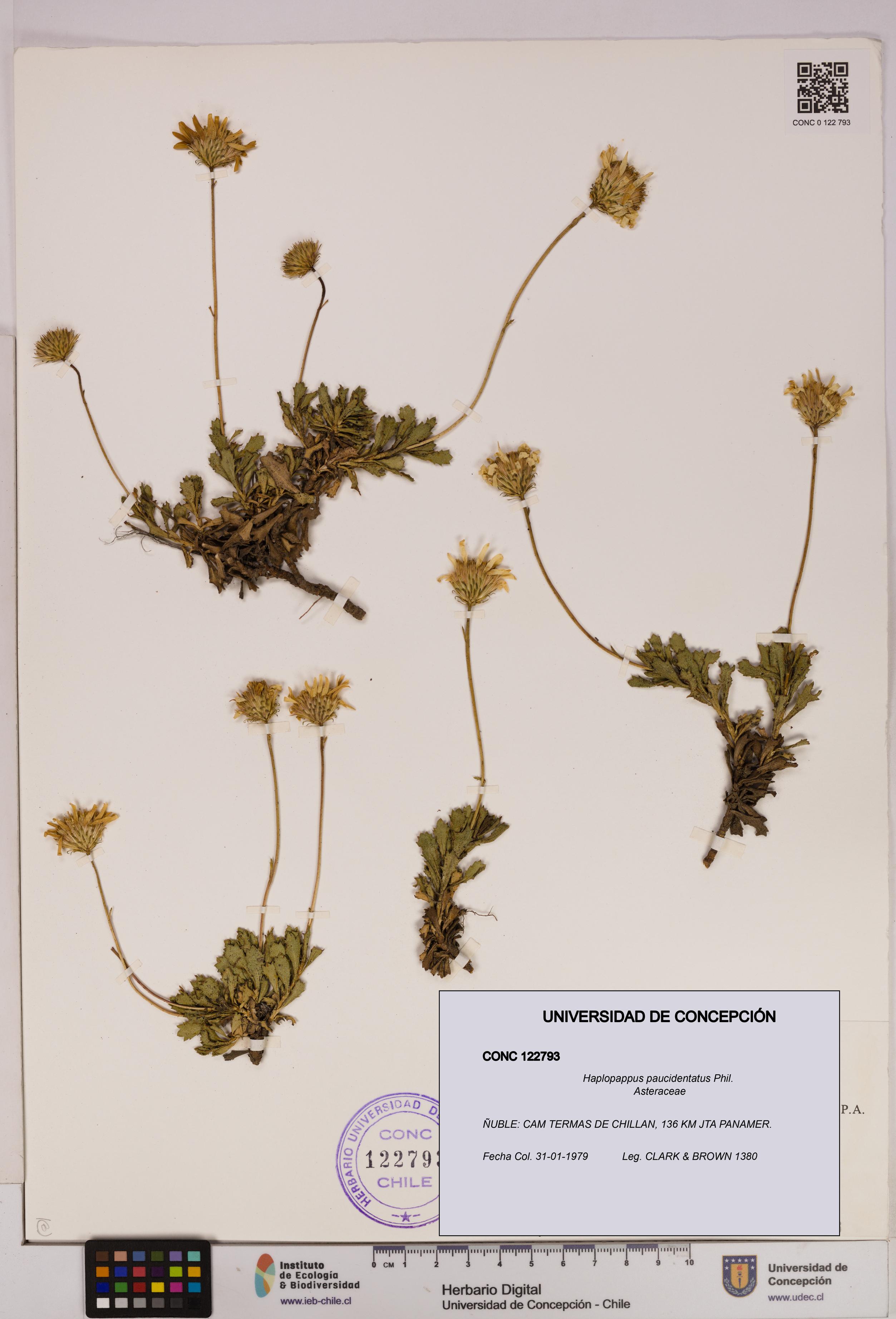 Haplopappus paucidentatus [Espécimen: UDEC:CONC:0122793]