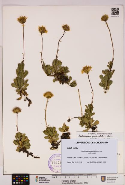 Haplopappus paucidentatus [Espécimen: UDEC:CONC:0122794]