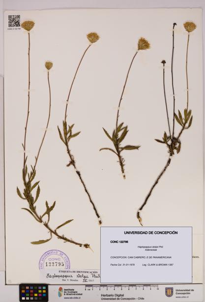 Haplopappus stolpii [Espécimen: UDEC:CONC:0122795]