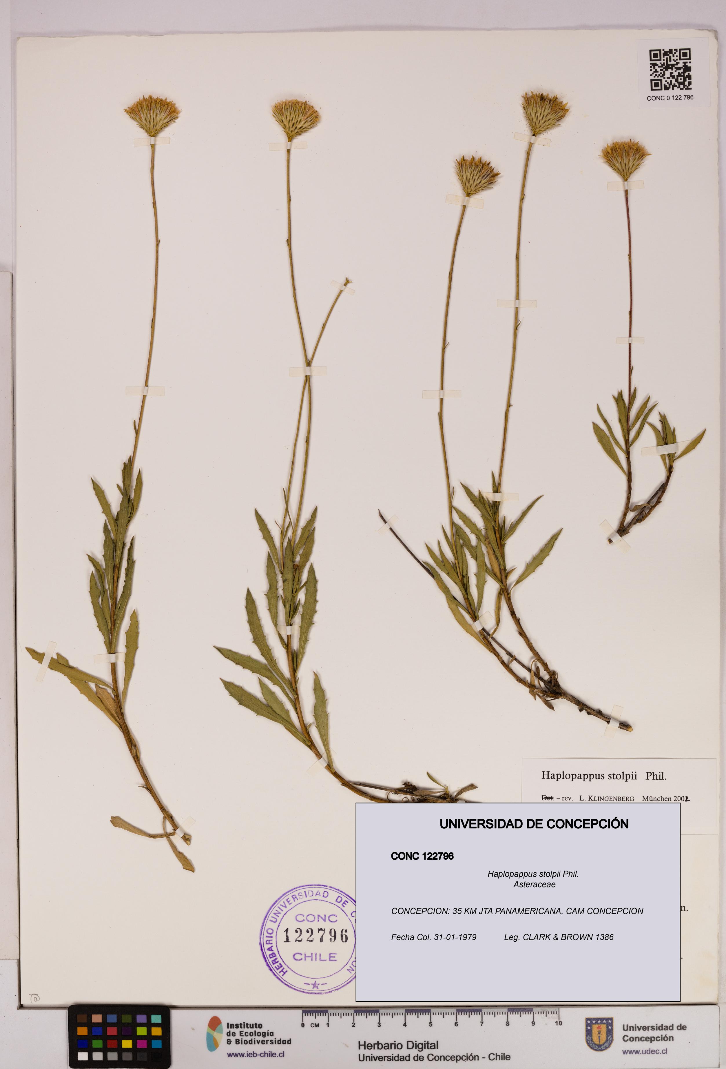Haplopappus stolpii [Espécimen: UDEC:CONC:0122796]