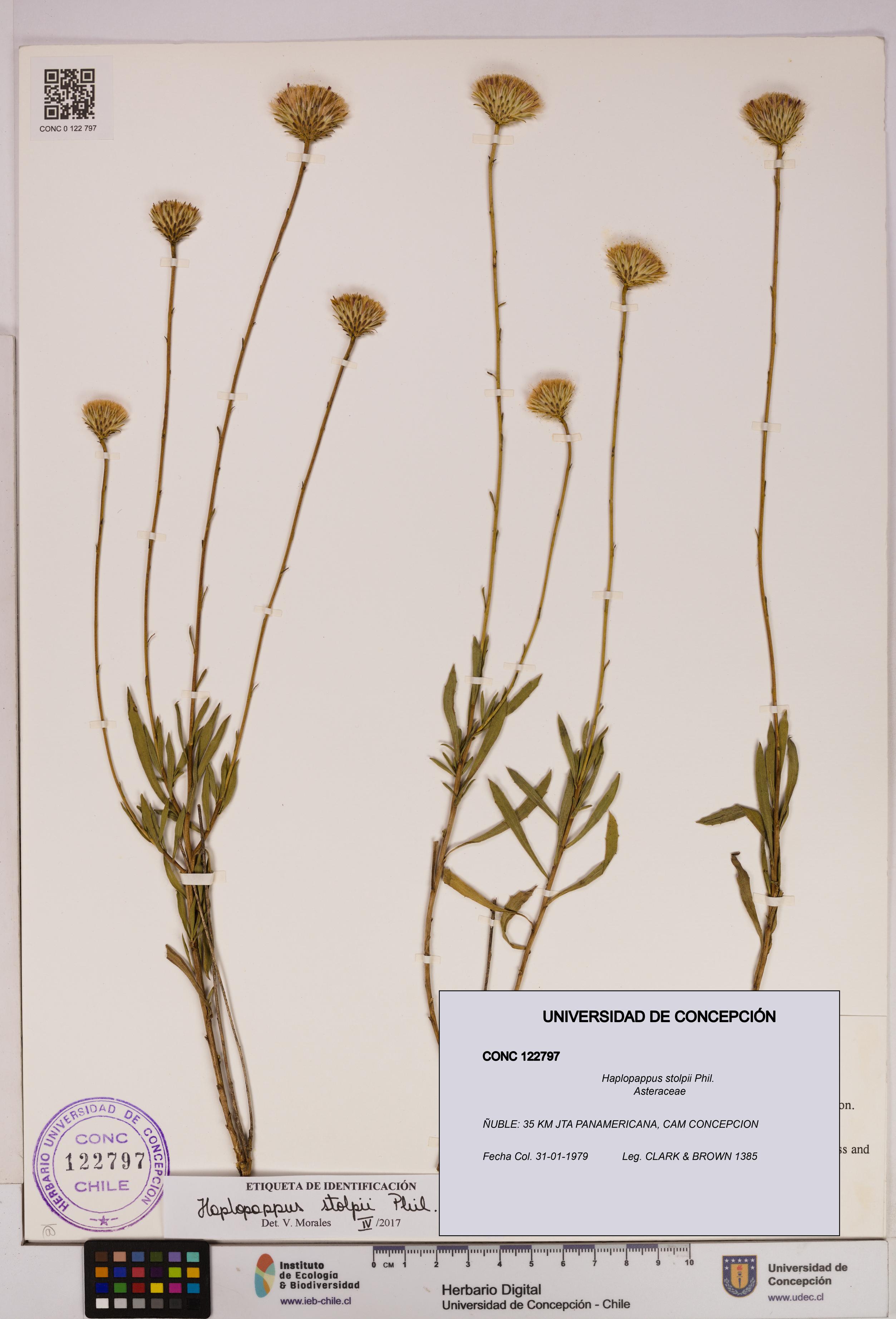 Haplopappus stolpii [Espécimen: UDEC:CONC:0122797]