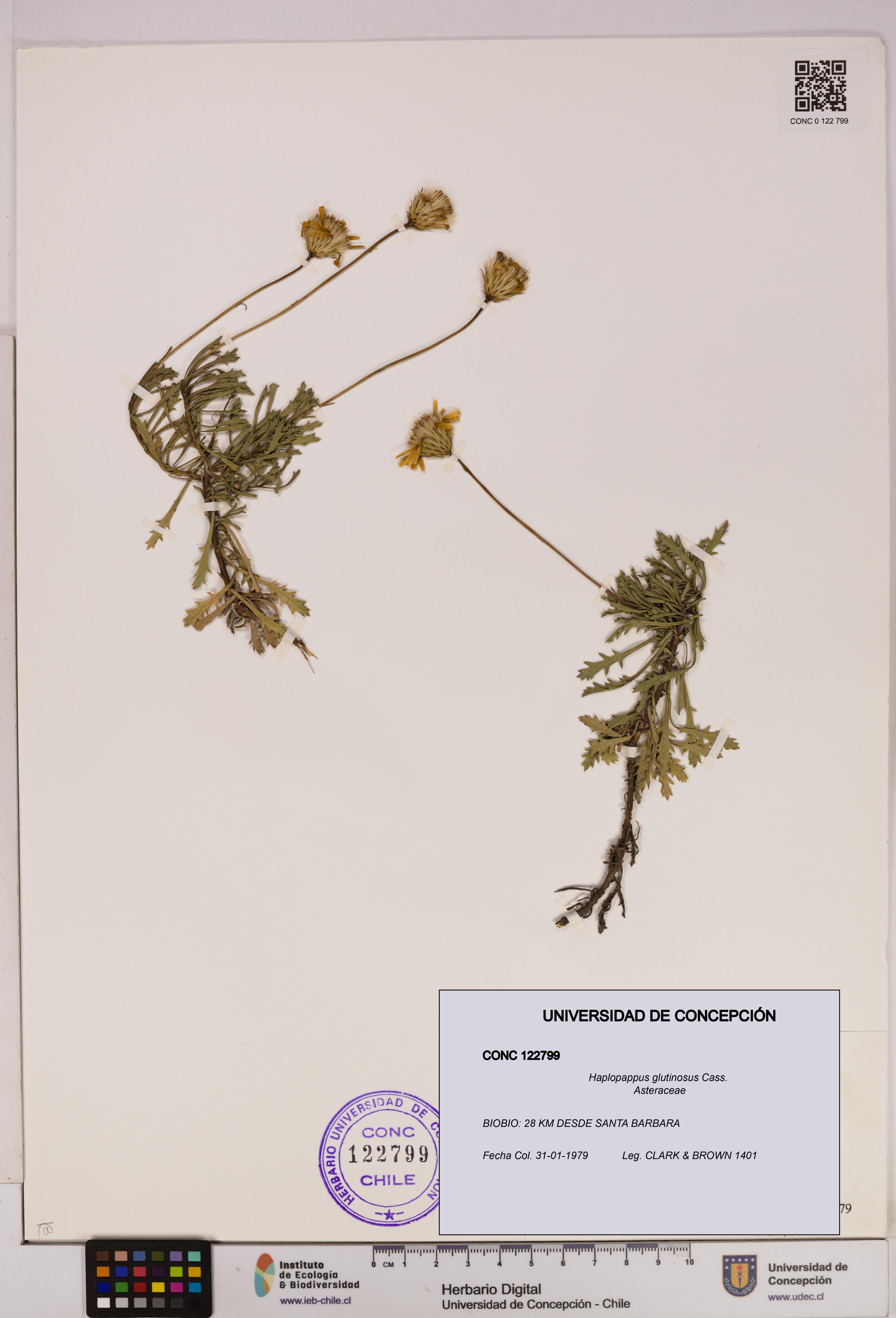 Haplopappus glutinosus [Espécimen: UDEC:CONC:0122799]