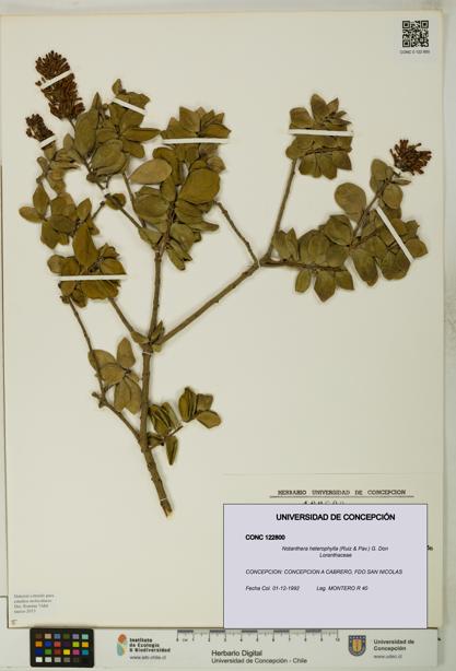 Notanthera heterophylla [Espécimen: UDEC:CONC:0122800]