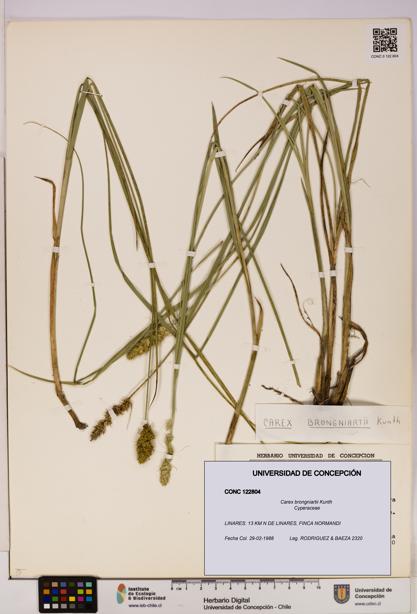 Carex brongniartii [Espécimen: UDEC:CONC:0122804]