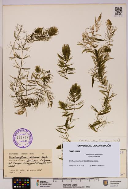Ceratophyllum demersum [Espécimen: UDEC:CONC:0122808]
