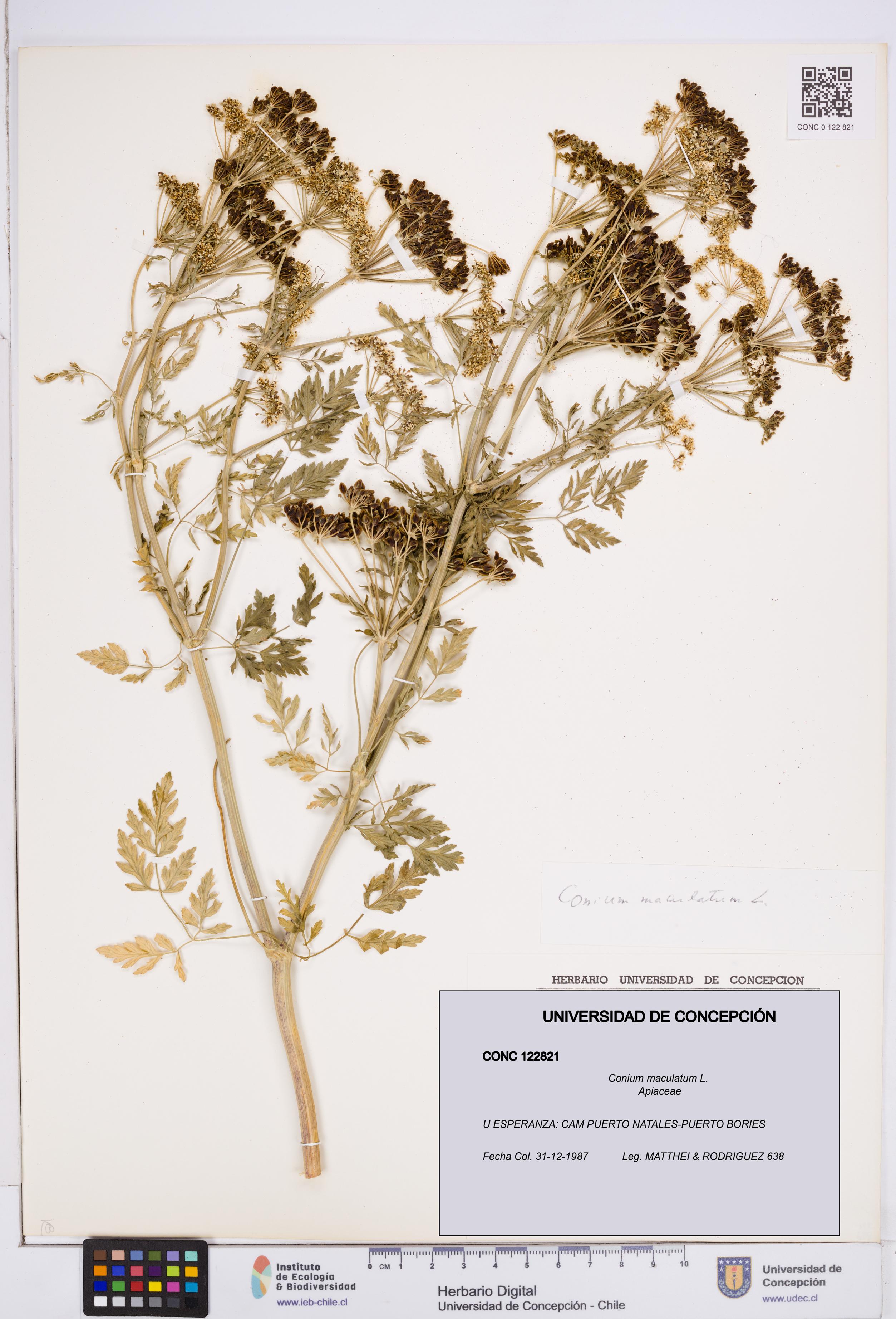 Conium maculatum [Espécimen: ]