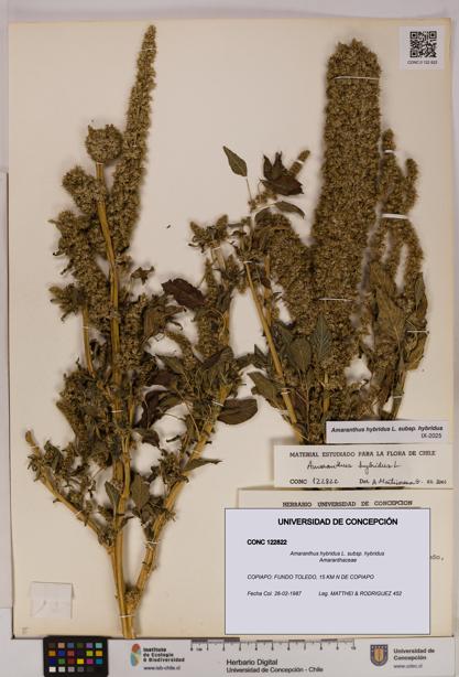 Amaranthus hybridus [Espécimen: UDEC:CONC:0122822]