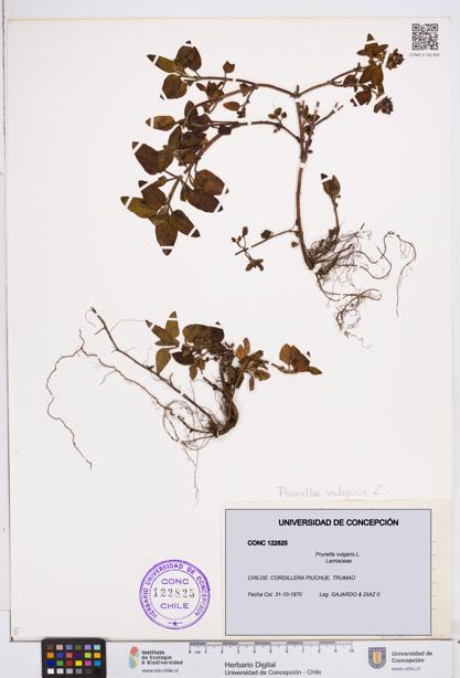 Prunella vulgaris [Espécimen: ]