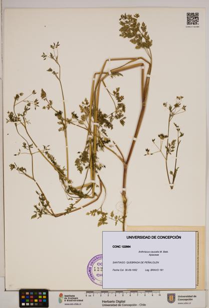 Anthriscus caucalis [Espécimen: ]