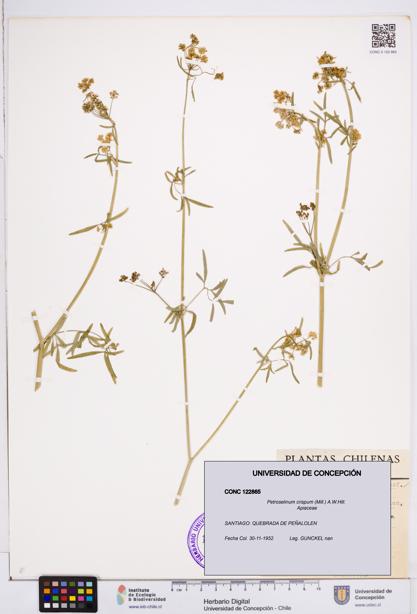 Petroselinum crispum [Espécimen: ]
