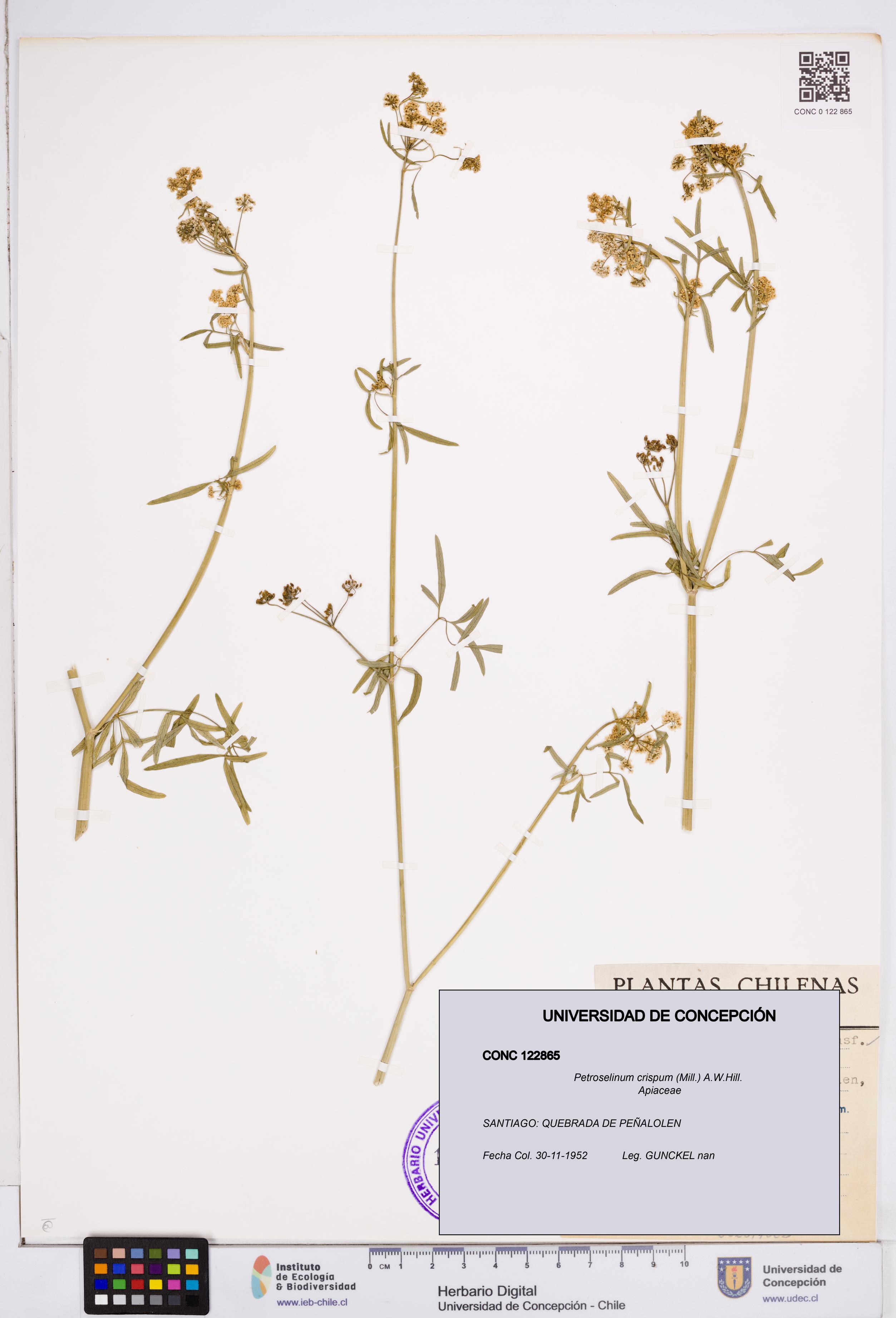 Petroselinum crispum [Espécimen: ]